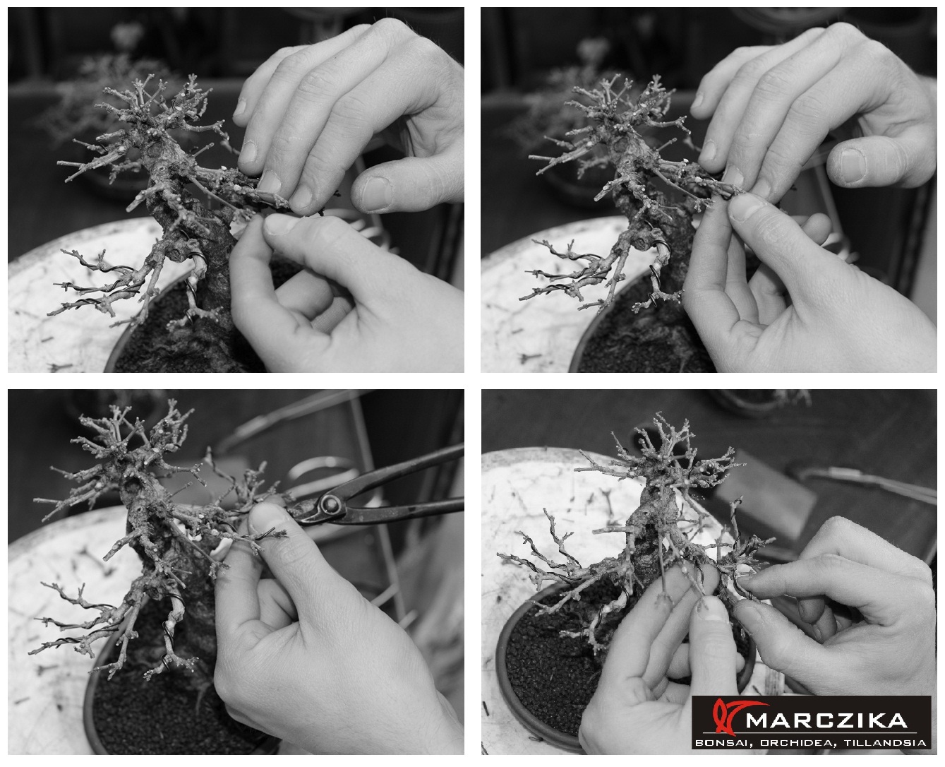 bonsai drótozása, bonsai drót, bonsai, Egy bonsai drótozása, bonsai dróttal.